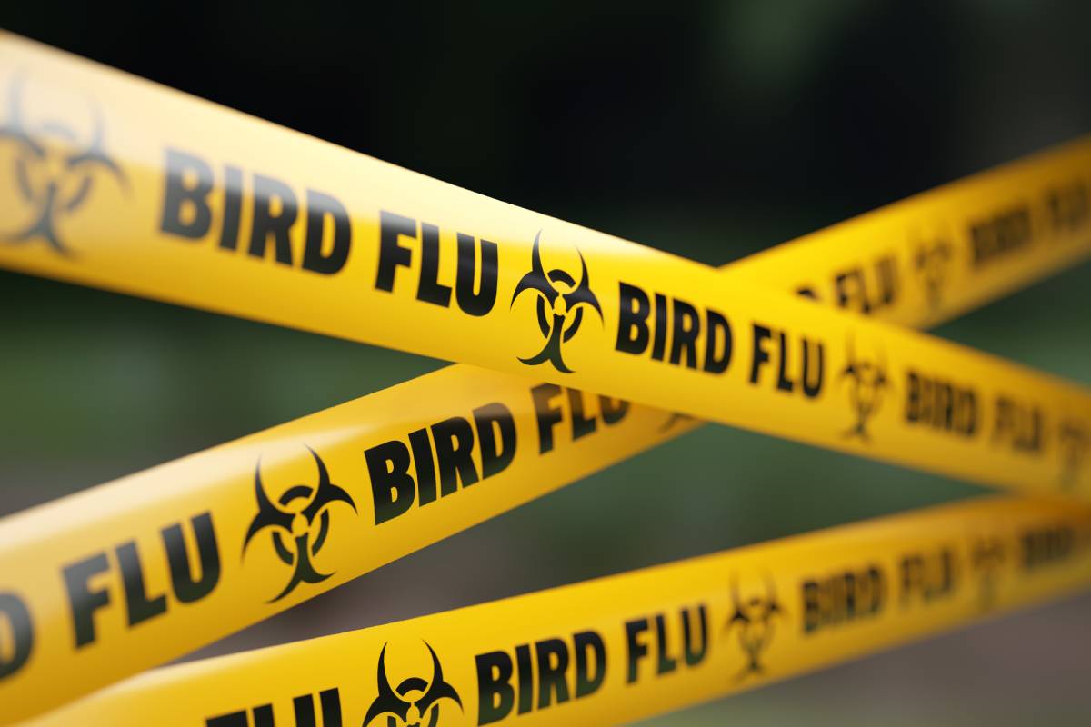 Avian Influenza: History and Current Risk