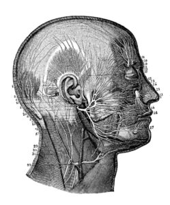 Uses for Facial Nerve Blocks - DFW Anesthesia Professionals